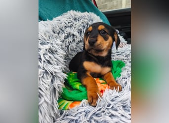 Welpenmädchen Mia sucht ihr happy end ❤️