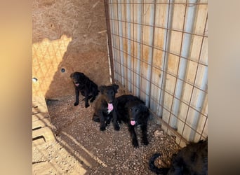 Welpenalarm! Kleine Schätze suchen große Herzen! ❤️