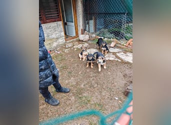 Welpenmädchen MIA sucht ihre Familie ❤️