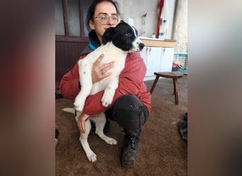 Welpe KUMIN sucht Für-Immer-Körbchen ❤️