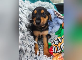 Welpe Megi sucht Familie ❤️