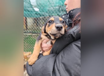 Welpi MOLLI sucht ihre Familie ❤️