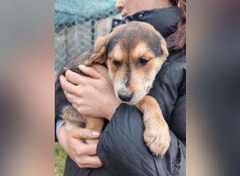 Welpe MRGA sucht sein Glück ❤️