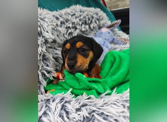 Welpenmädchen Mia sucht ihr happy end ❤️