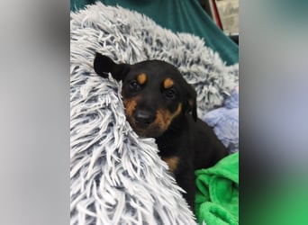 Welpenjunge Moli sucht sein forever Home ❤️