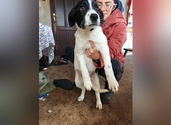 Welpe KUMIN sucht Für-Immer-Körbchen ❤️