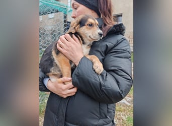 Welpe MRGA sucht sein Glück ❤️