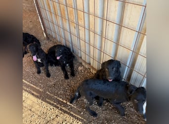 Welpenalarm! Kleine Schätze suchen große Herzen! ❤️