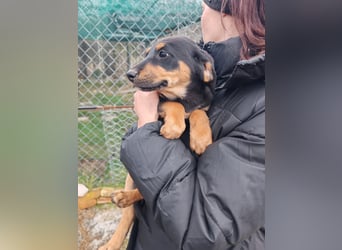 Süßmaus MAGGY sucht ihr forever Home❤️