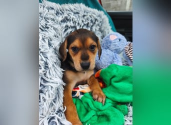 Welpe Mila sucht ihr Zuhause ❤️