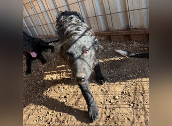 Welpenalarm! Kleine Schätze suchen große Herzen! ❤️