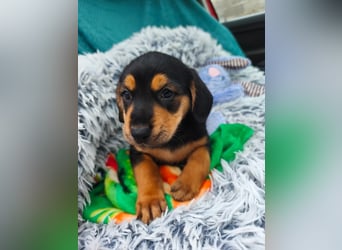 Welpenmädchen Mia sucht ihr happy end ❤️