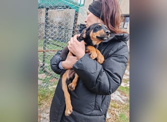 Süßmaus MAGGY sucht ihr forever Home❤️