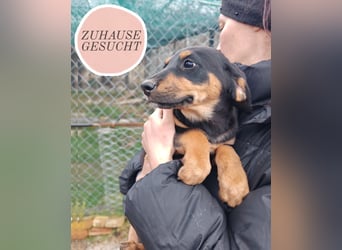 Süßmaus MAGGY sucht ihr forever Home❤️