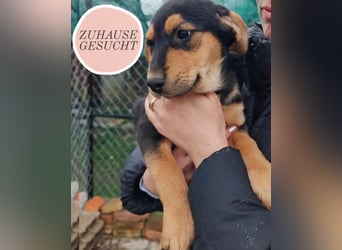 Welpenmädchen MIA sucht ihre Familie ❤️