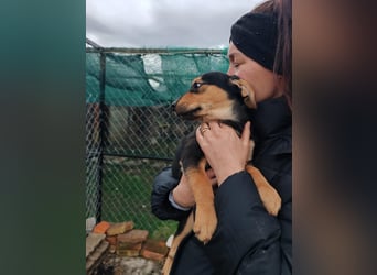 Welpenmädchen MIA sucht ihre Familie ❤️