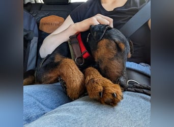 Terrier-Mix Vasko sucht Zuhause❤️