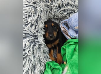 Welpenjunge Moli sucht sein forever Home ❤️