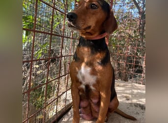 Welpenjunge Moli sucht sein forever Home ❤️