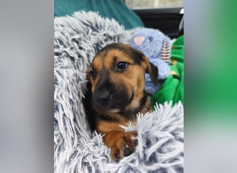 Welpe Marla suche ihre Familie❤️