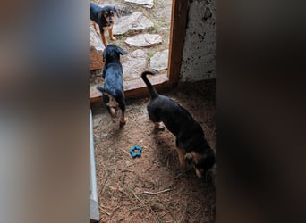 Welpi MOLLI sucht ihre Familie ❤️