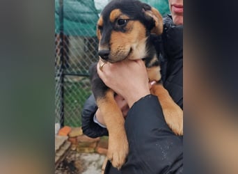 Welpenmädchen MIA sucht ihre Familie ❤️