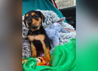 Welpenmädchen Mia sucht ihr happy end ❤️