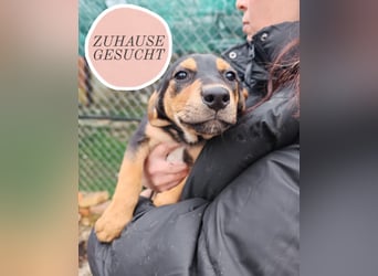 Welpi MOLLI sucht ihre Familie ❤️