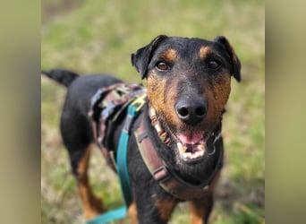 Terrier-Mix Vasko sucht Zuhause❤️