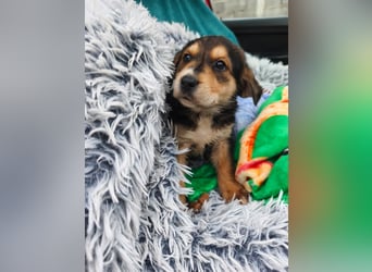 Welpe Mrga sucht perfect match ❤️