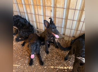 Welpenalarm! Kleine Schätze suchen große Herzen! ❤️