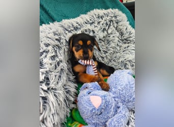 Welpenmädchen Mia sucht ihr happy end ❤️