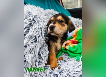 Welpe Mrga sucht perfect match ❤️