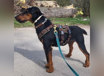 Terrier-Mix Vasko sucht Zuhause❤️