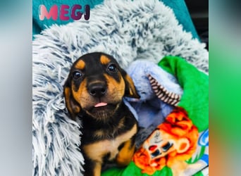 Welpe Megi sucht Familie ❤️