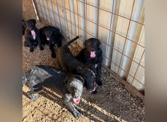 Welpenalarm! Kleine Schätze suchen große Herzen! ❤️