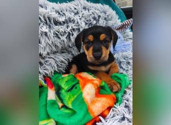 Welpenmädchen Mia sucht ihr happy end ❤️