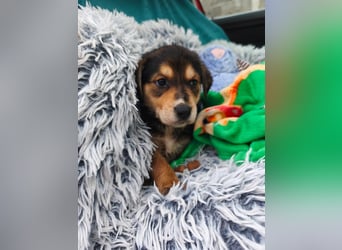 Welpe Mrga sucht perfect match ❤️