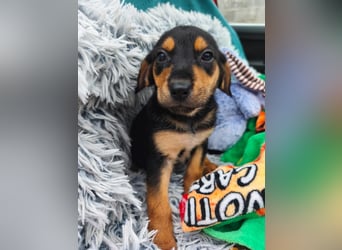 Welpe Megi sucht Familie ❤️