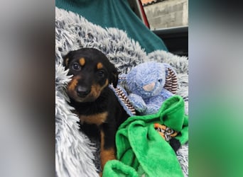 Welpenjunge Moli sucht sein forever Home ❤️