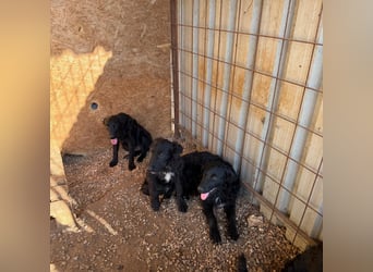 Welpenalarm! Kleine Schätze suchen große Herzen! ❤️