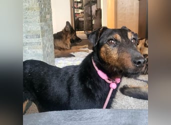 Terrier-Mix Vasko sucht Zuhause❤️