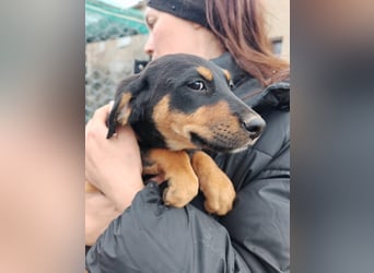 Süßmaus MAGGY sucht ihr forever Home❤️