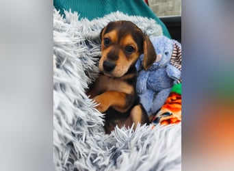 Welpe Mila sucht ihr Zuhause ❤️