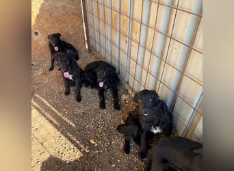 Welpenalarm! Kleine Schätze suchen große Herzen! ❤️