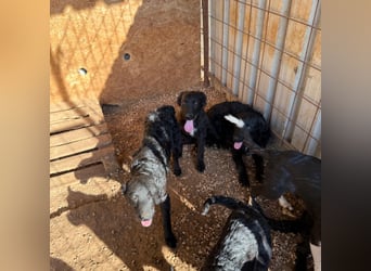 Welpenalarm! Kleine Schätze suchen große Herzen! ❤️