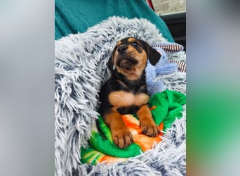 Welpenmädchen Mia sucht ihr happy end ❤️