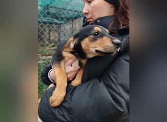 Welpi MOLLI sucht ihre Familie ❤️