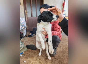 Welpe KUMIN sucht Für-Immer-Körbchen ❤️