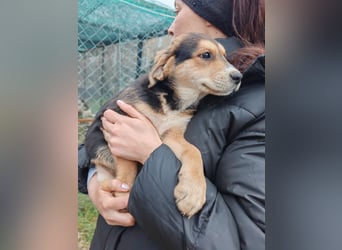 Welpe MRGA sucht sein Glück ❤️